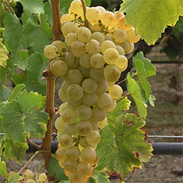 Vigne de table Chasselas dor